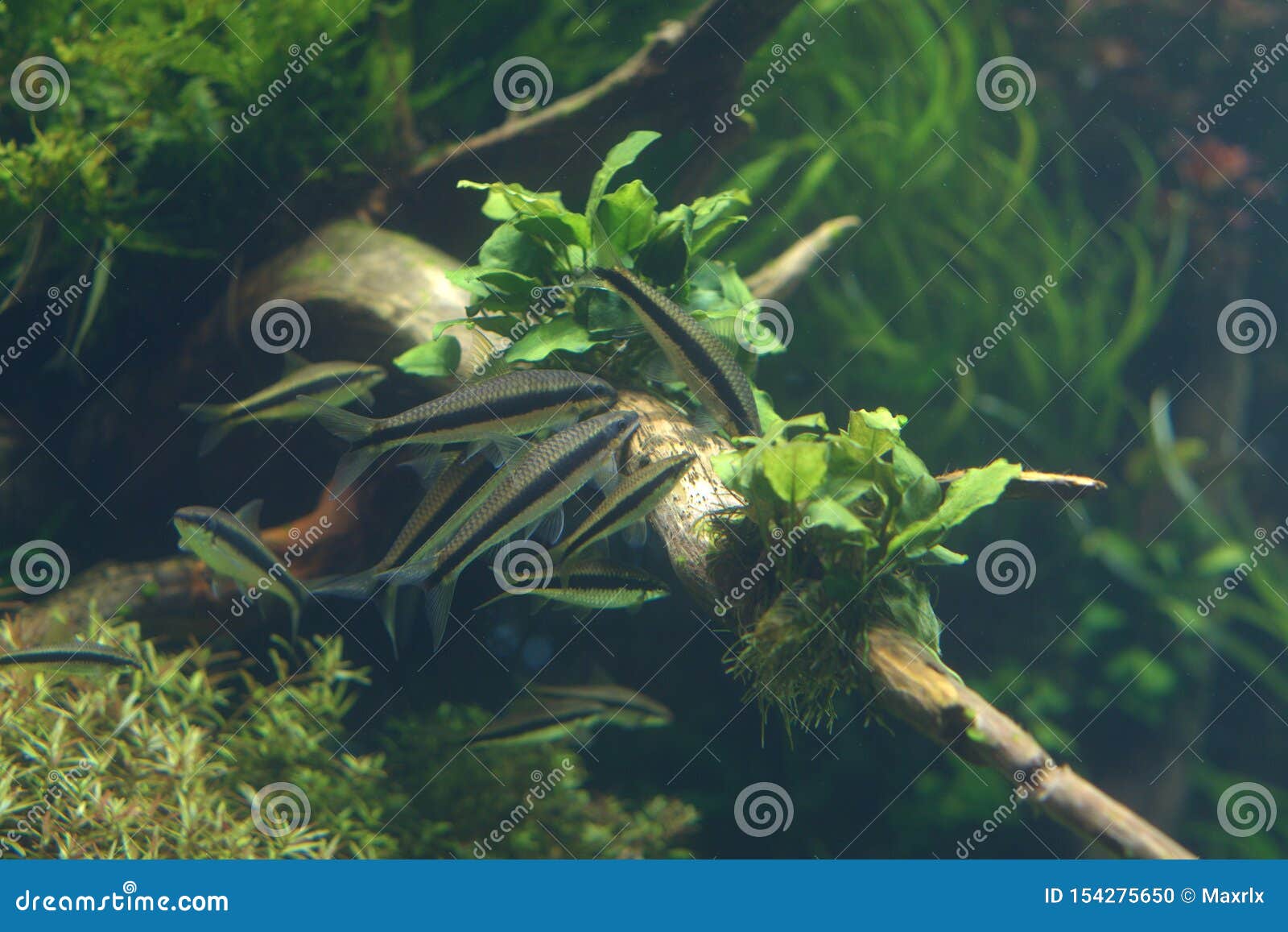An Algae Eater Fish Sucking Algae Off Aquarium Tank Wall, Detailed