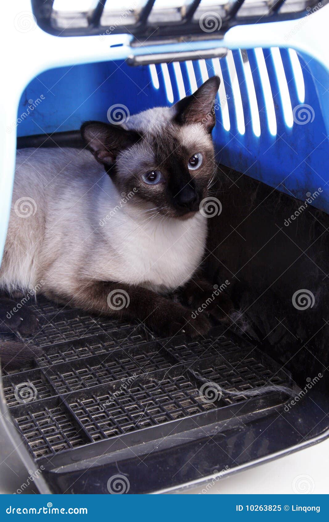 Siamese cat stock image. Image of carrier, creep, bars 10263825