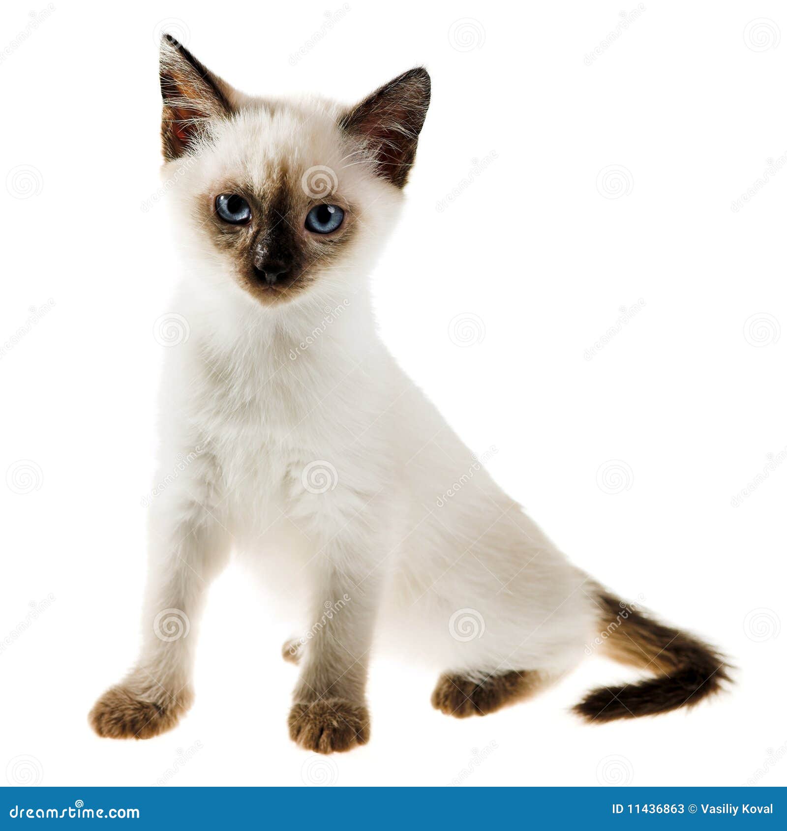 Siamese cat stock image. Image of pussycat, purebred - 11436863