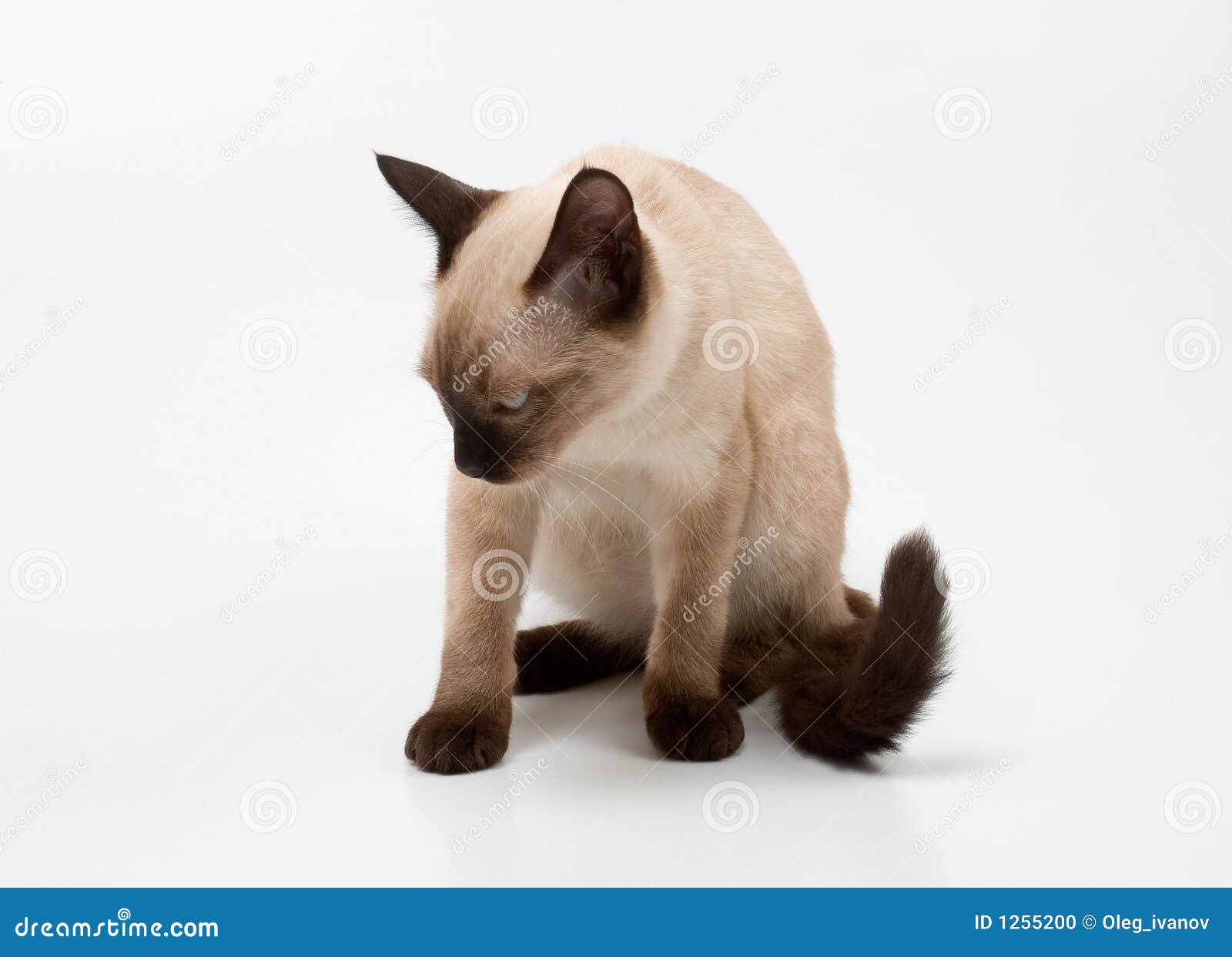 807 Siamese Cat Angry Images, Stock Photos, 3D objects, & Vectors