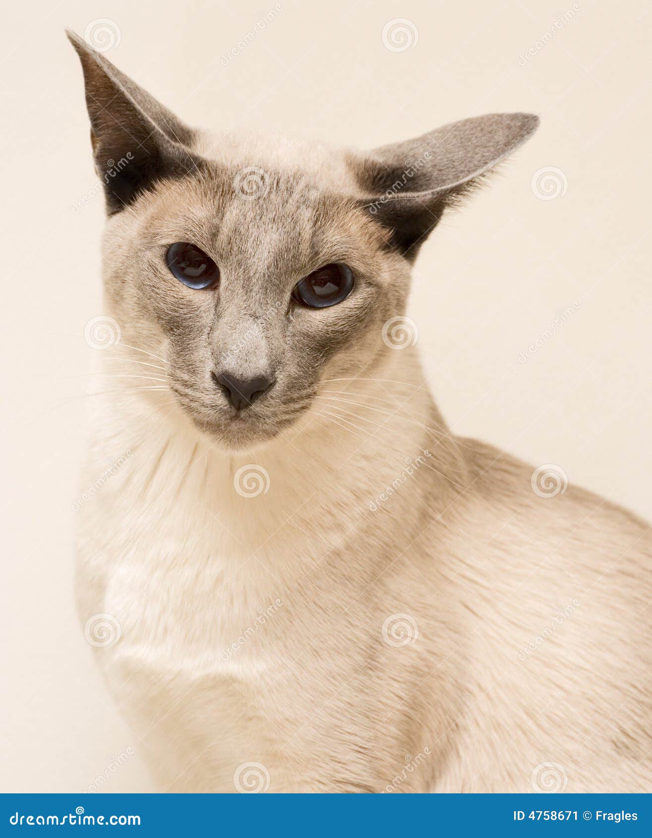 Siamese cat stock image. Image of furry, pedigree, expensive 4758671