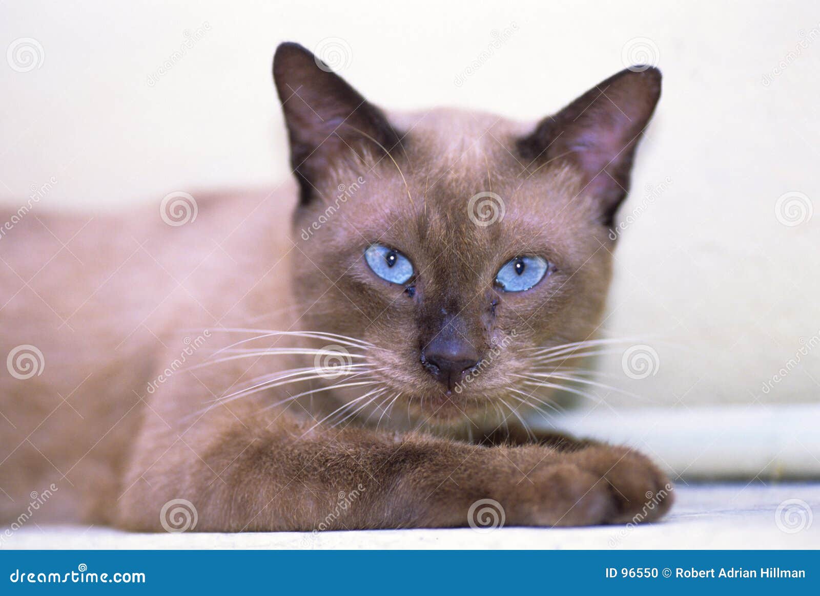 Tempelkatze Tempelkatze