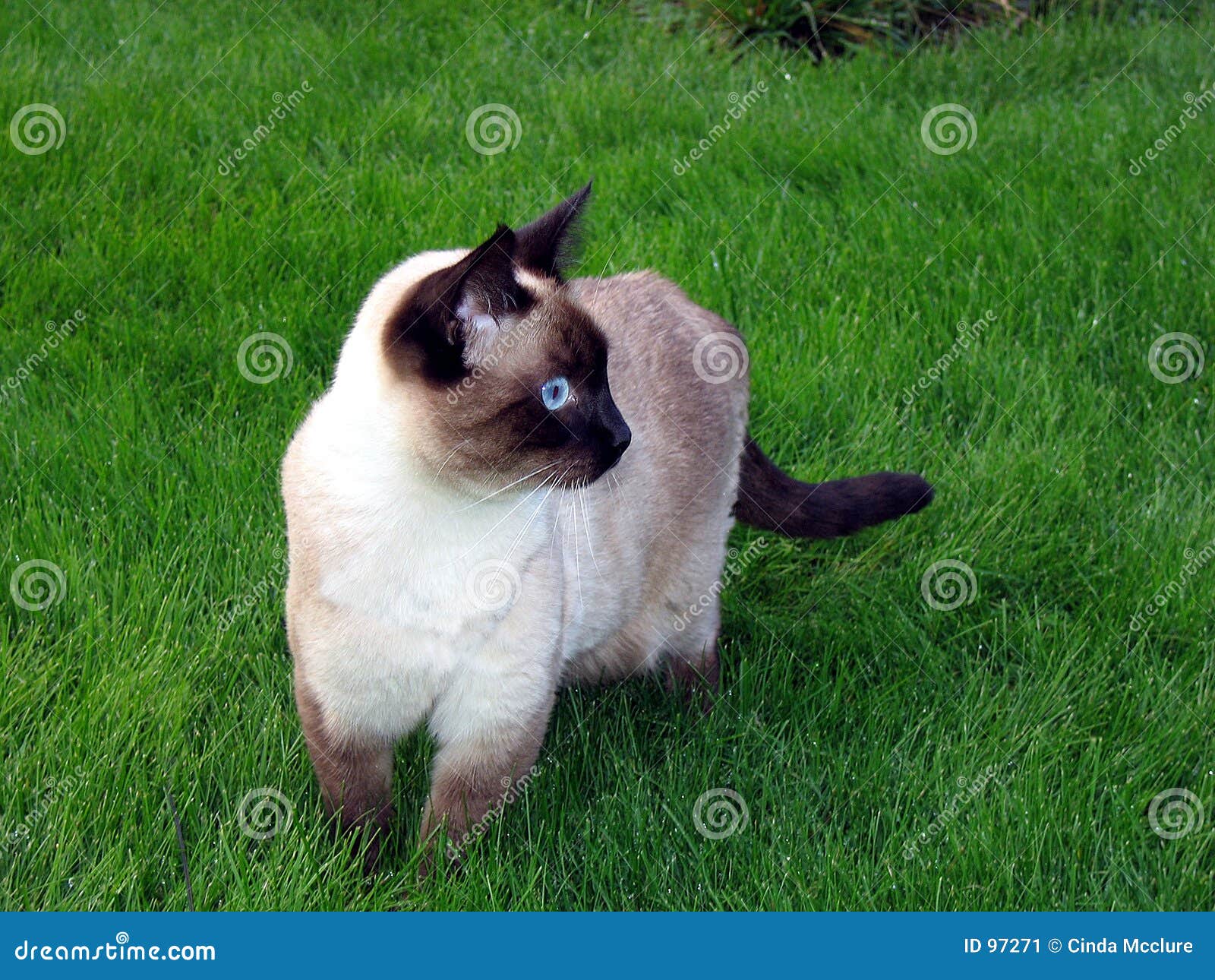 Siamese Cat Walking in the Green Grass Stock Image Image of eyes