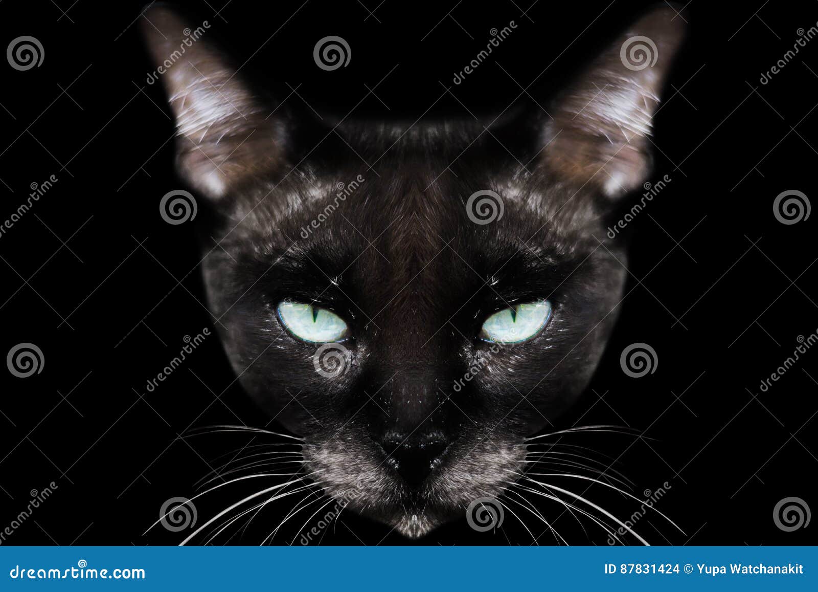 Siamese cat stock photo. Image of cute, mammal, female ...