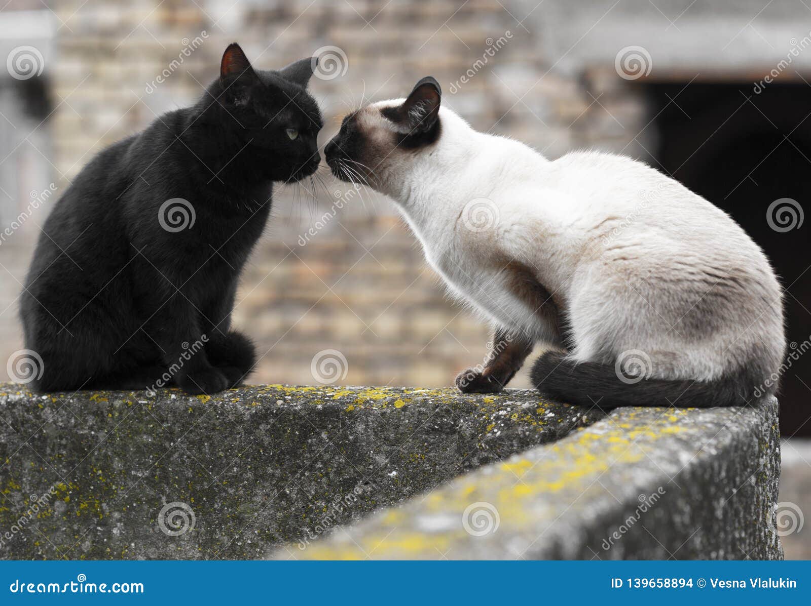 black siamese cat