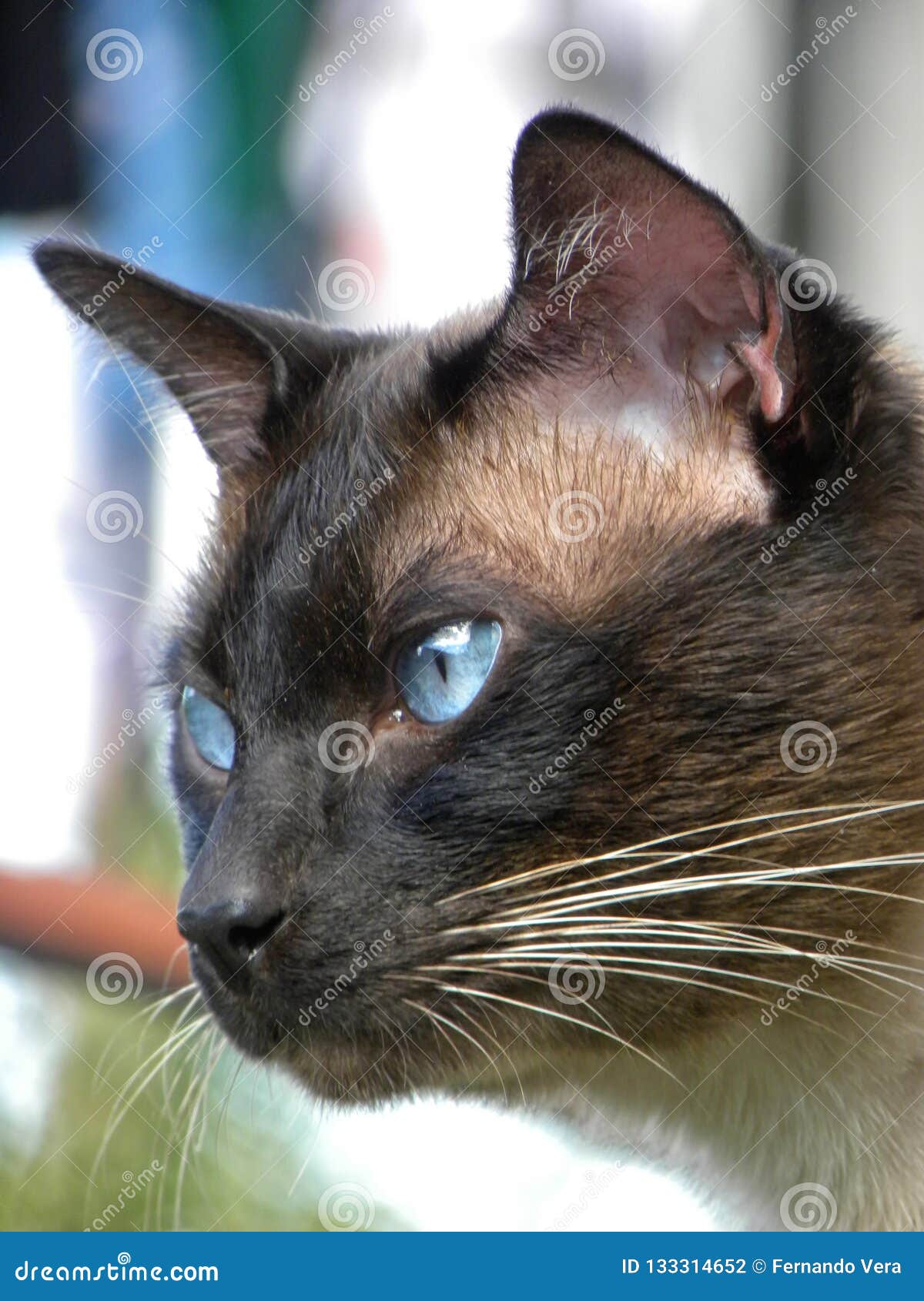 a siamese cat with blue eyes watching