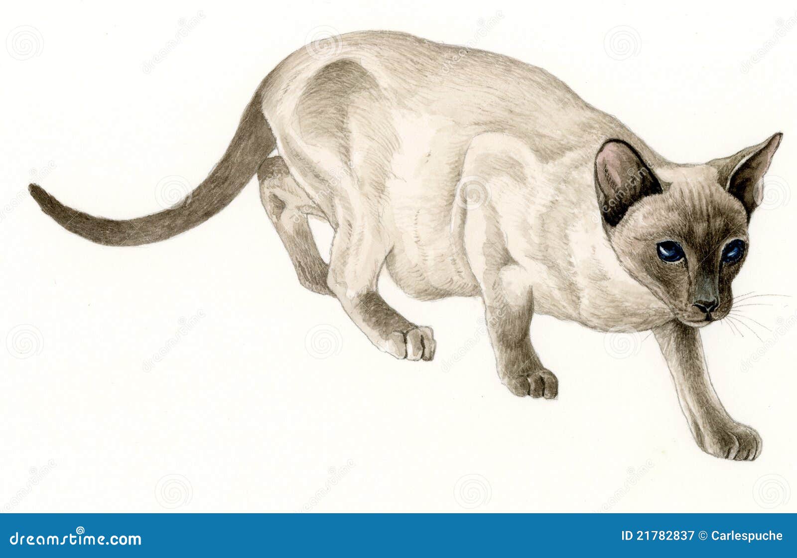 siamese cat (felis catus)