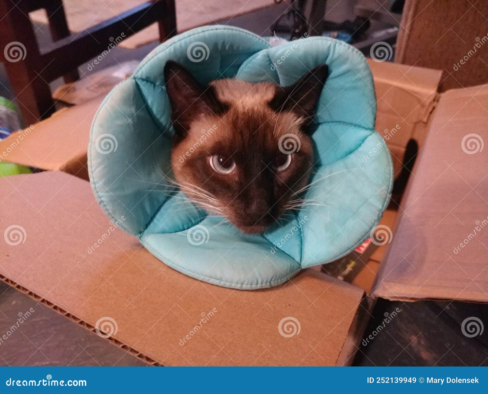 Siamese Cat Flare while in a Flower Cone Stock Image Image of textile