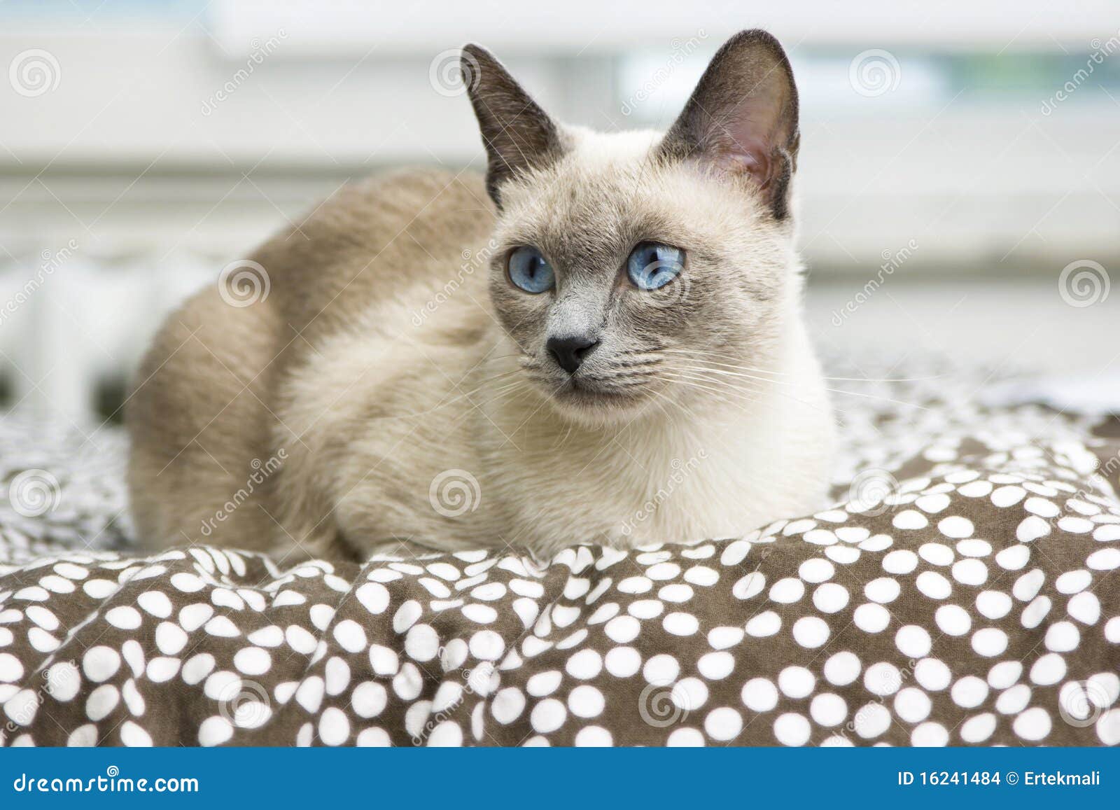 Siamese Cat Laying On A Comfy Bed Stock Photo - Image of kitten