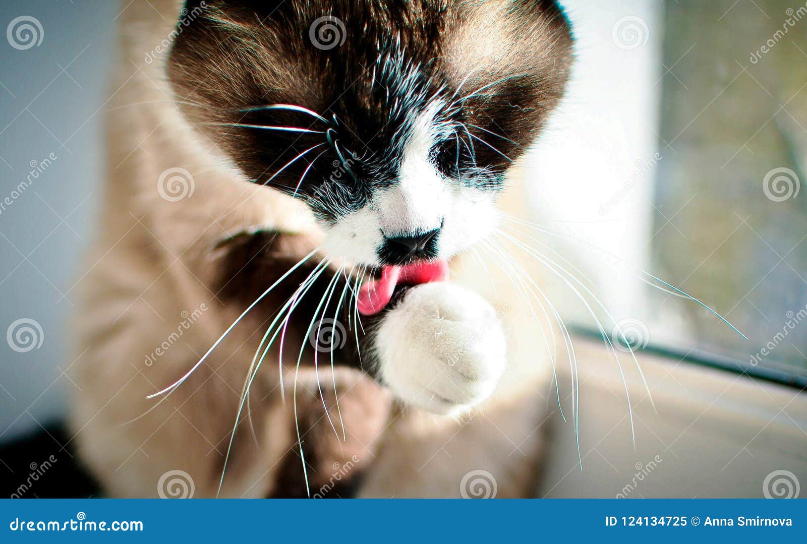 Siamese cat licking paws stock image. Image of kitty 124134725