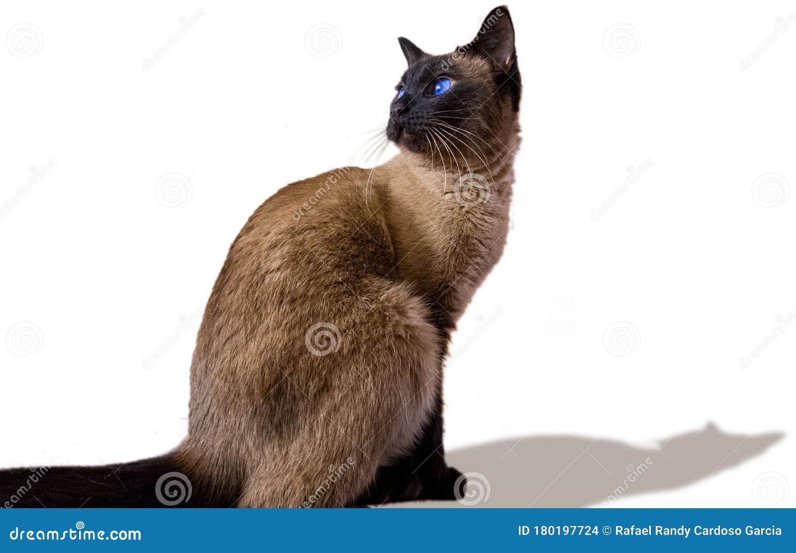 Siamese Cat Looking Behind In A With Background Stock Photo Image of