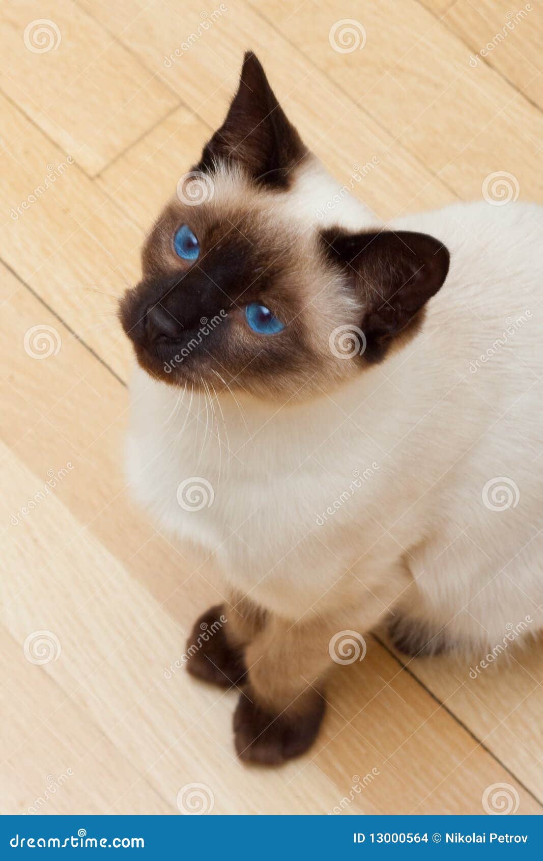 siamese cat with blue eyes pics