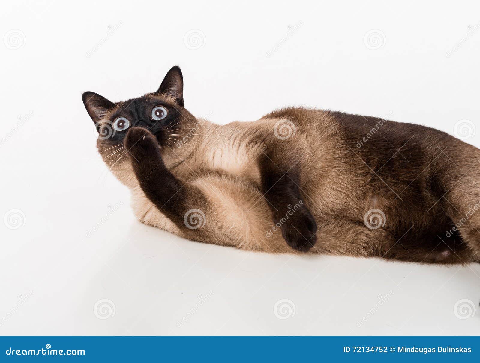 Siamese Cat Lying on the White Desk and Licking Leg. White Background