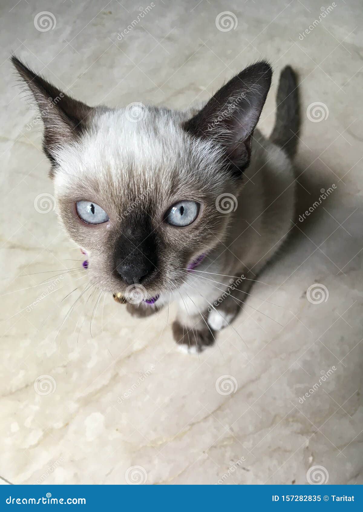 portrait of siamese cat looking curious