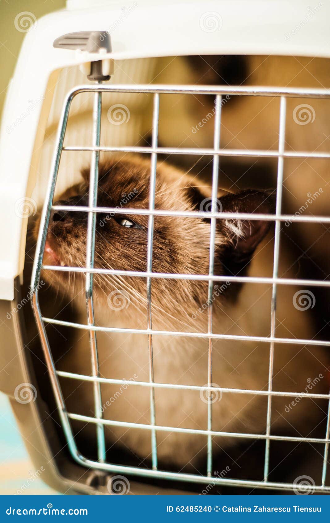 Siamese Cat in a Plastic Carrier Box Stock Photo Image of nose