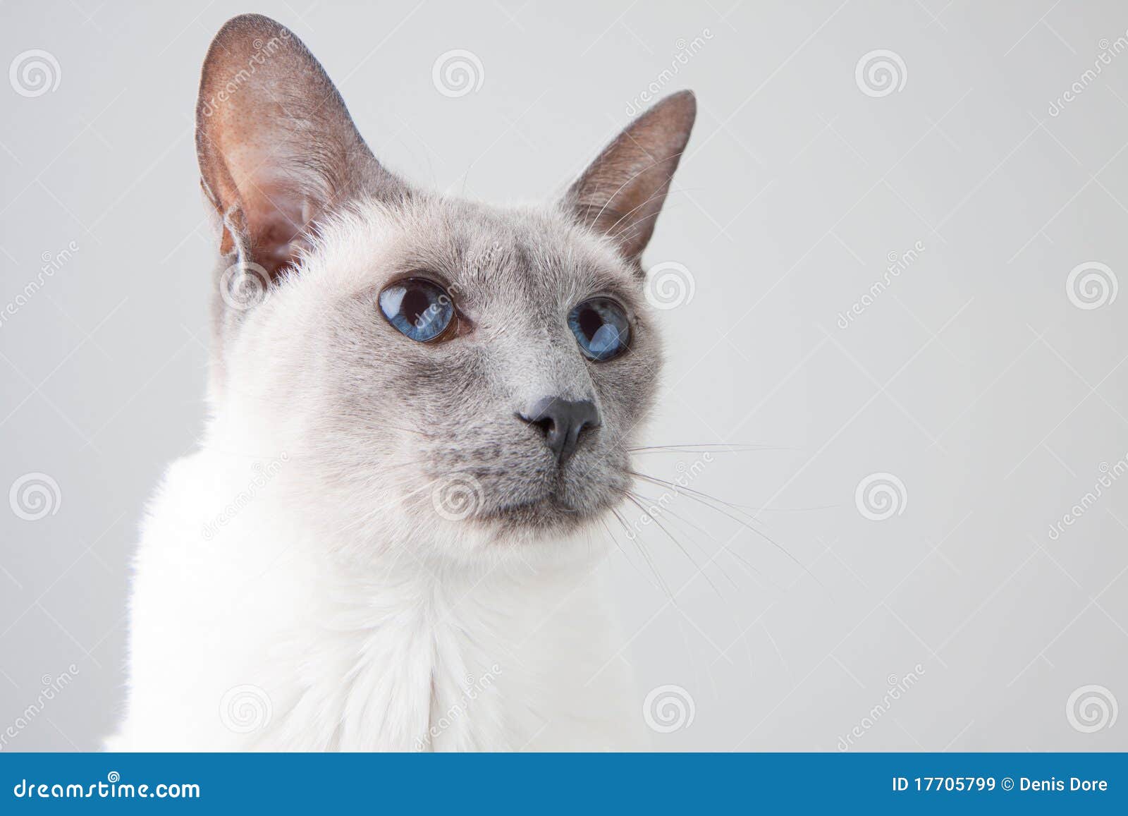 Siamese Cat Portrait on Gray Stock Image Image of isolated, cute