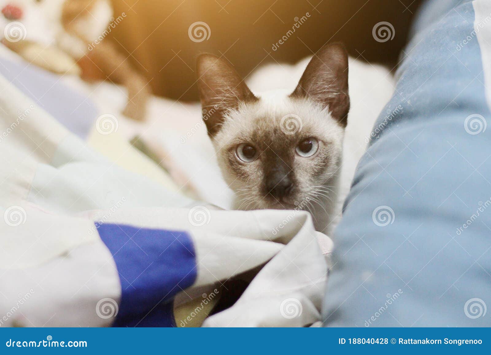 Siamese Cat Sitting and Enjoy on Colorful Cushions Stock Photo Image