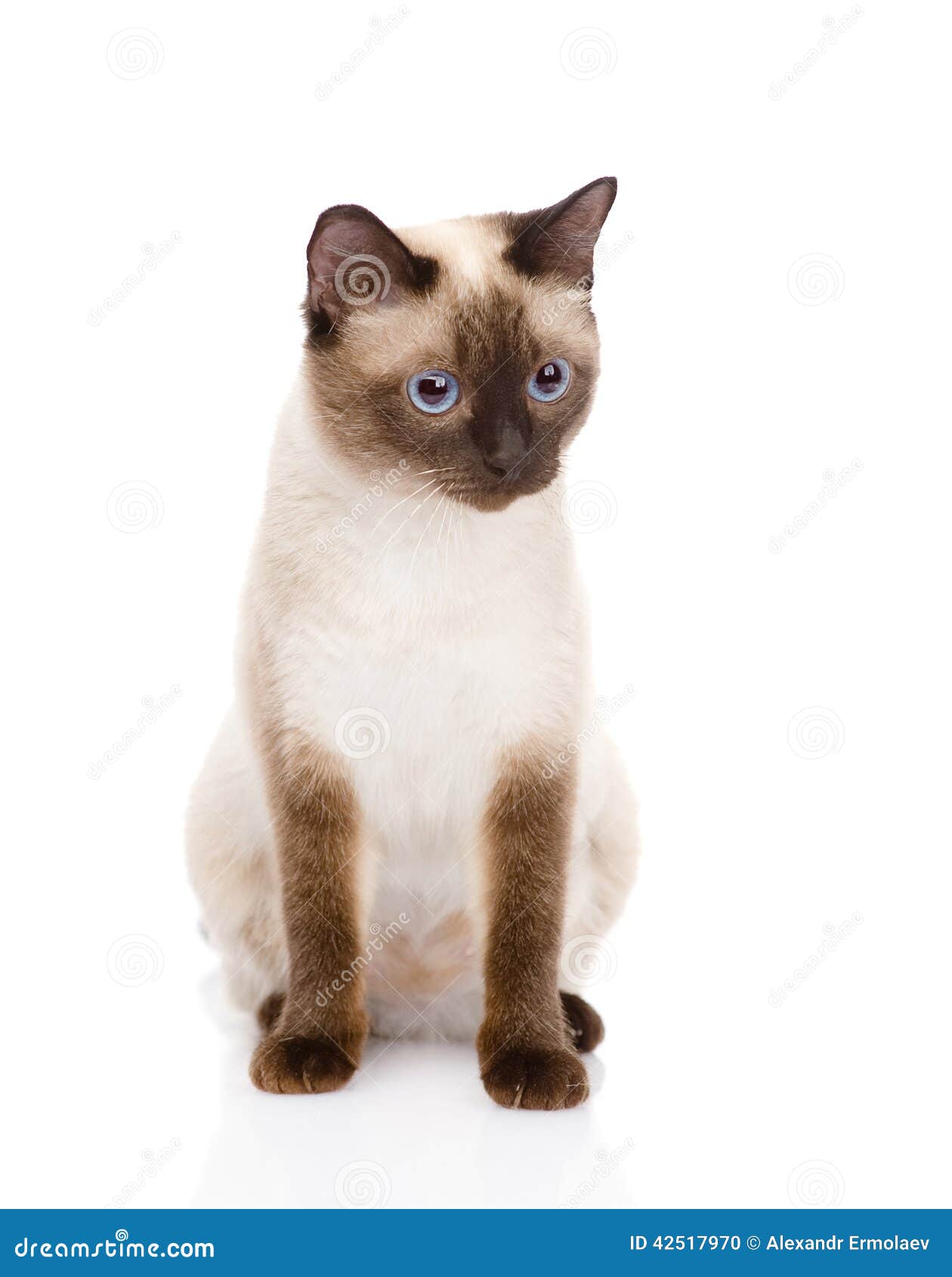 Siamese Cat Sitting In Front. On White Background Stock Photo - Image ...