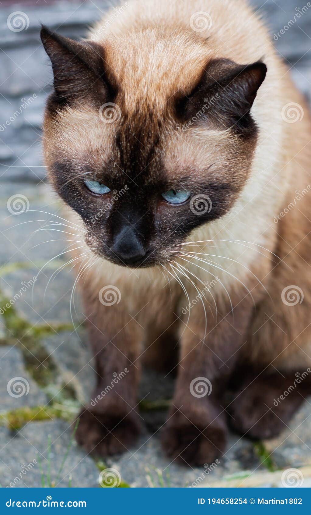 Siamese Cat Sitting Outdoors Stock Photo Image of fluffy, beige