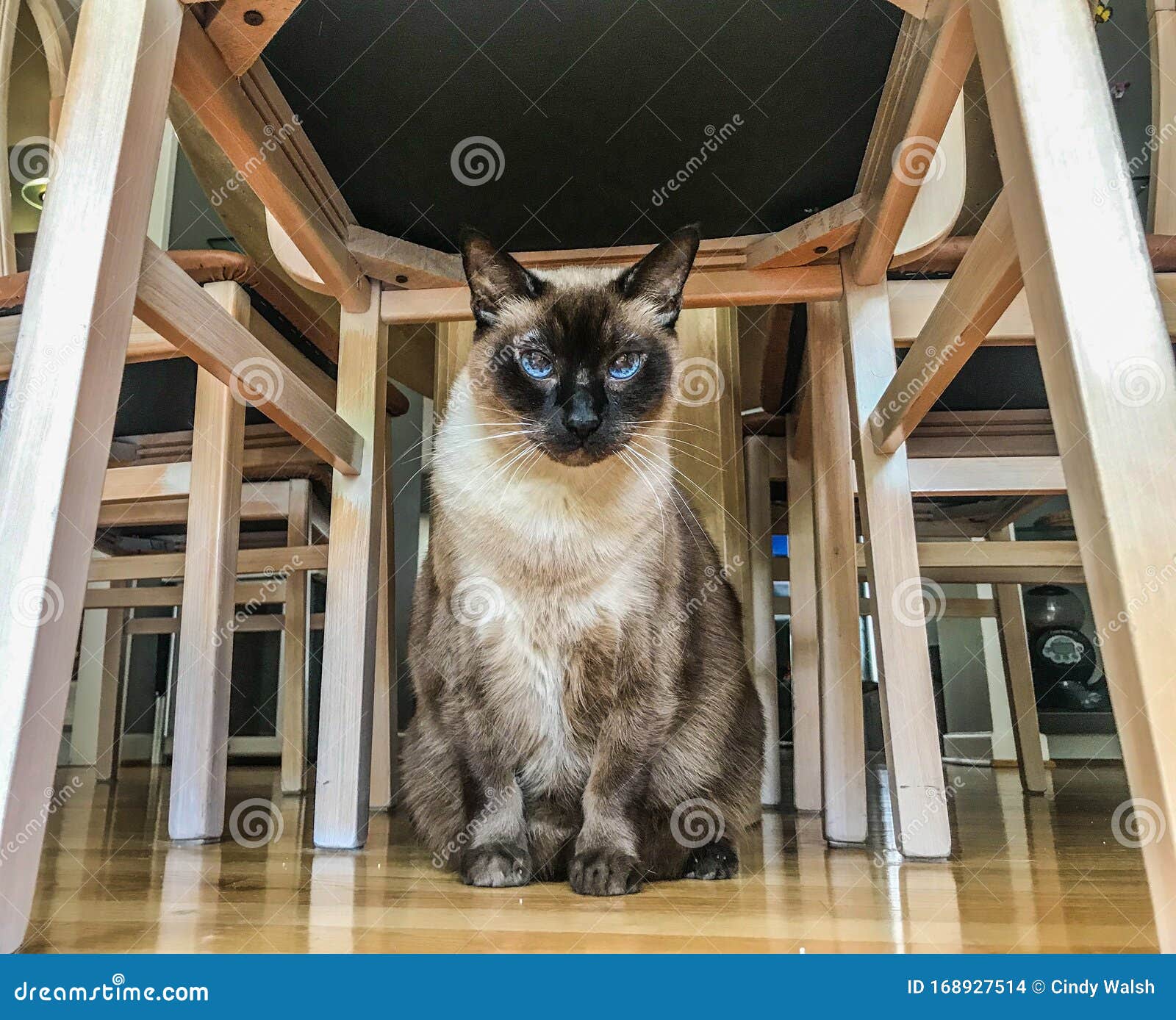 balinese cat table