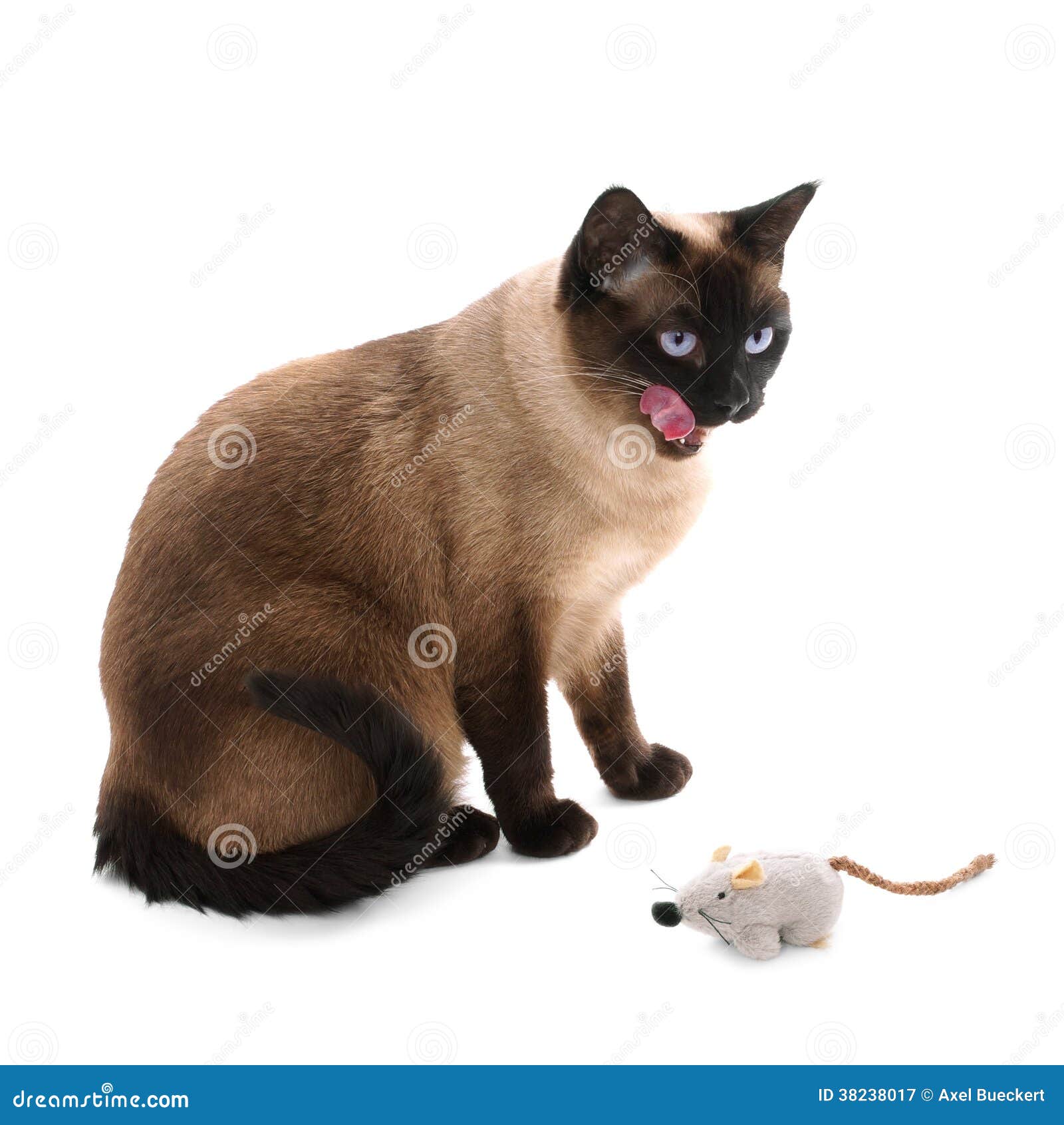 Siamese cat with toy mouse stock image. Image of pedigree 38238017
