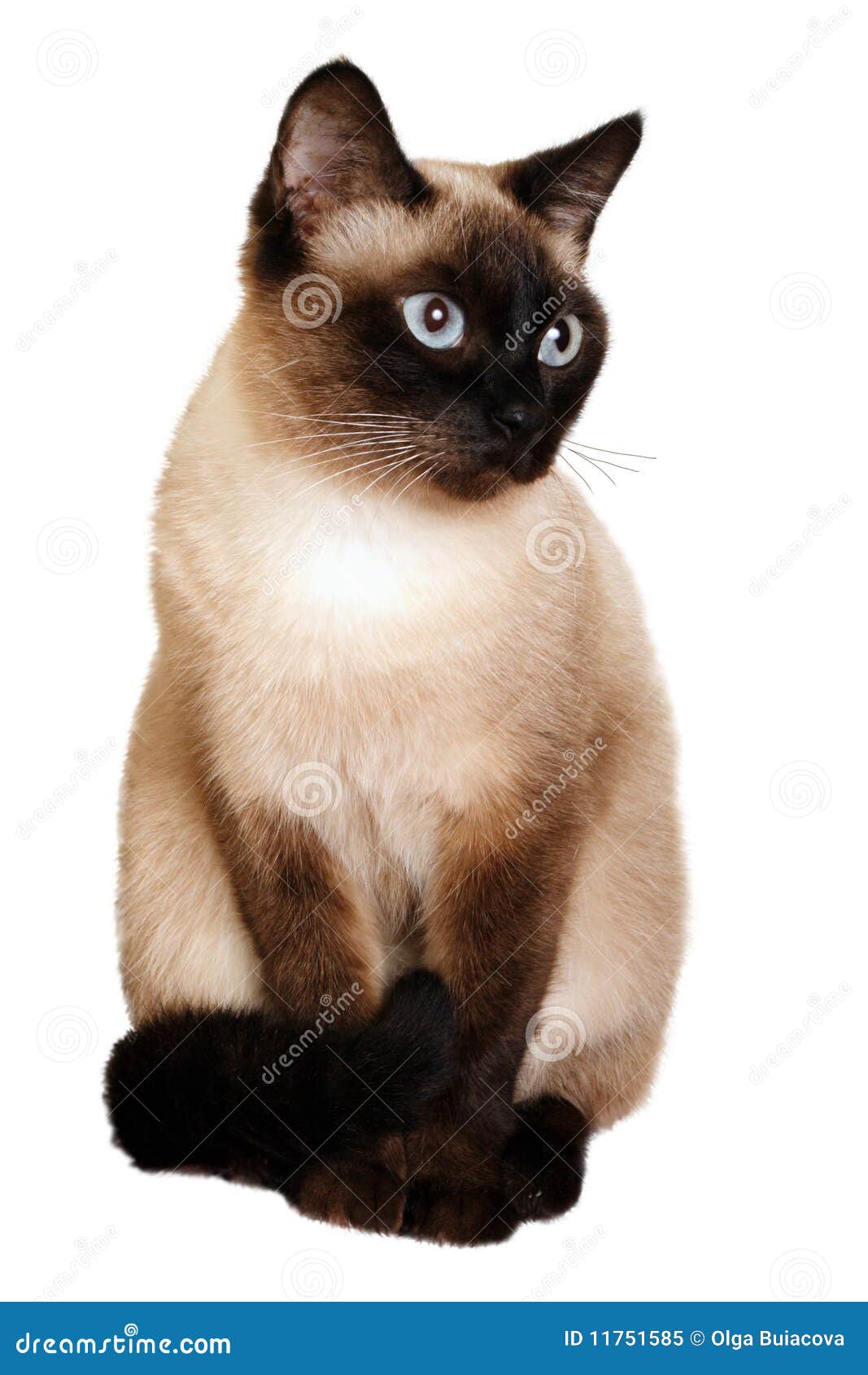 siamese cat clipart - photo #44