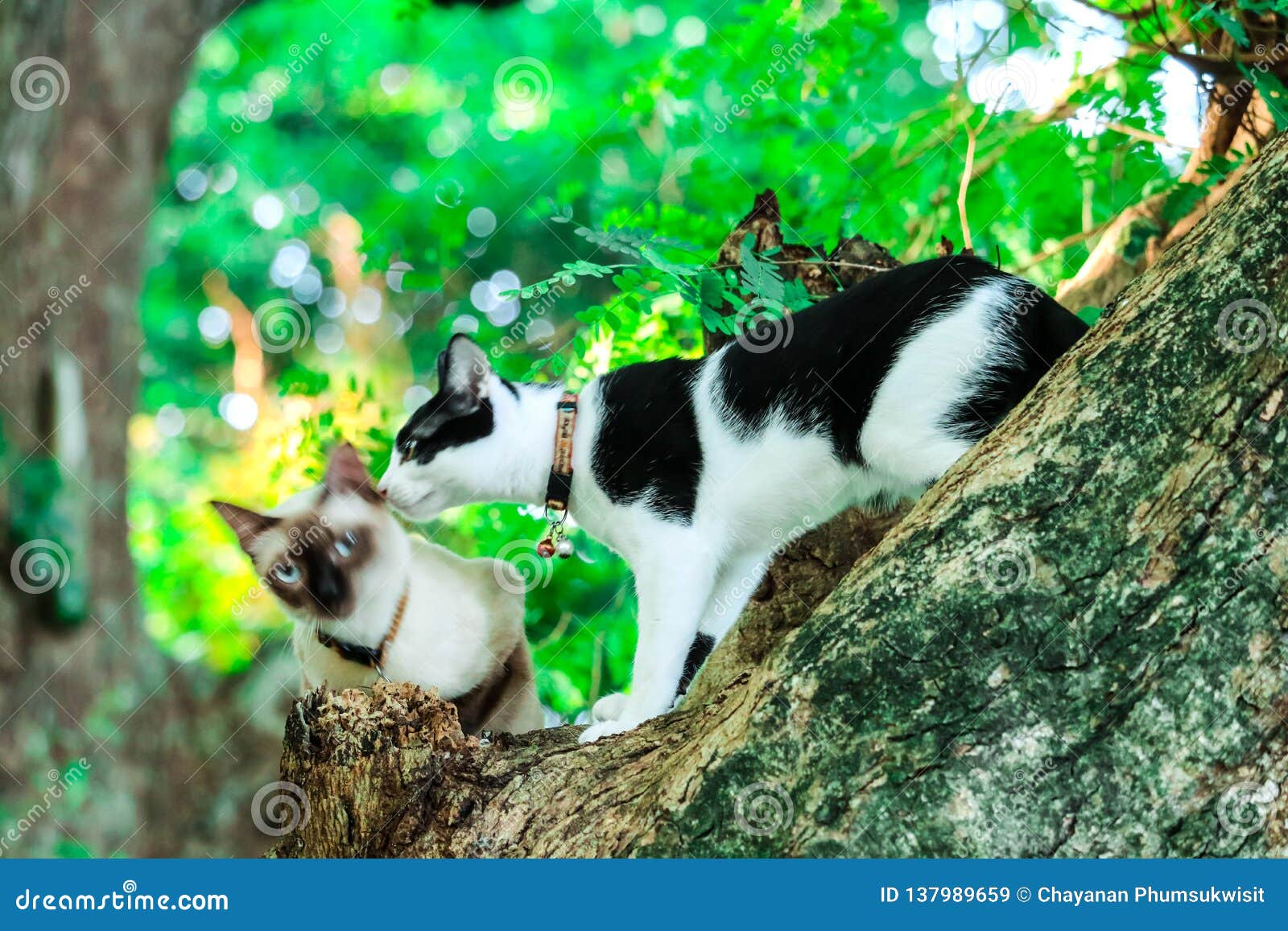Siamese Cats Climb Trees To Catch Squirrels. but it Can Not Climb Down