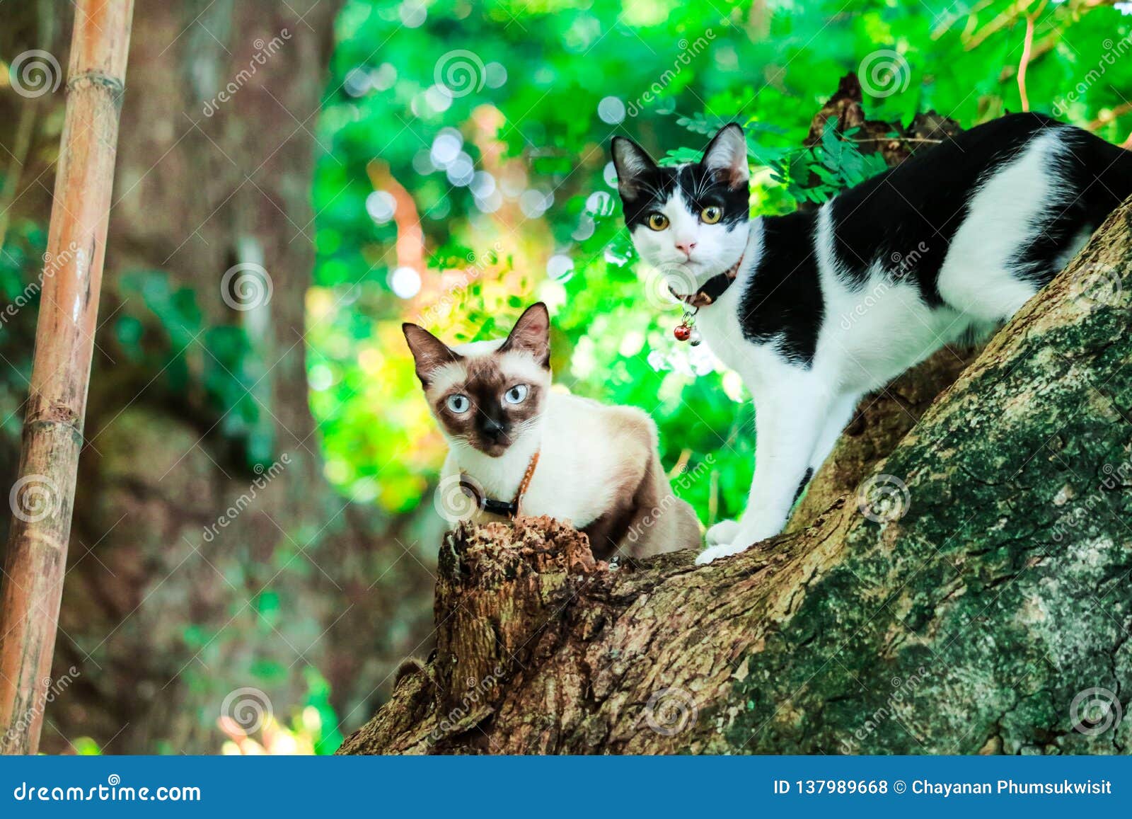 Siamese Cats Climb Trees To Catch Squirrels. but it Can Not Climb Down