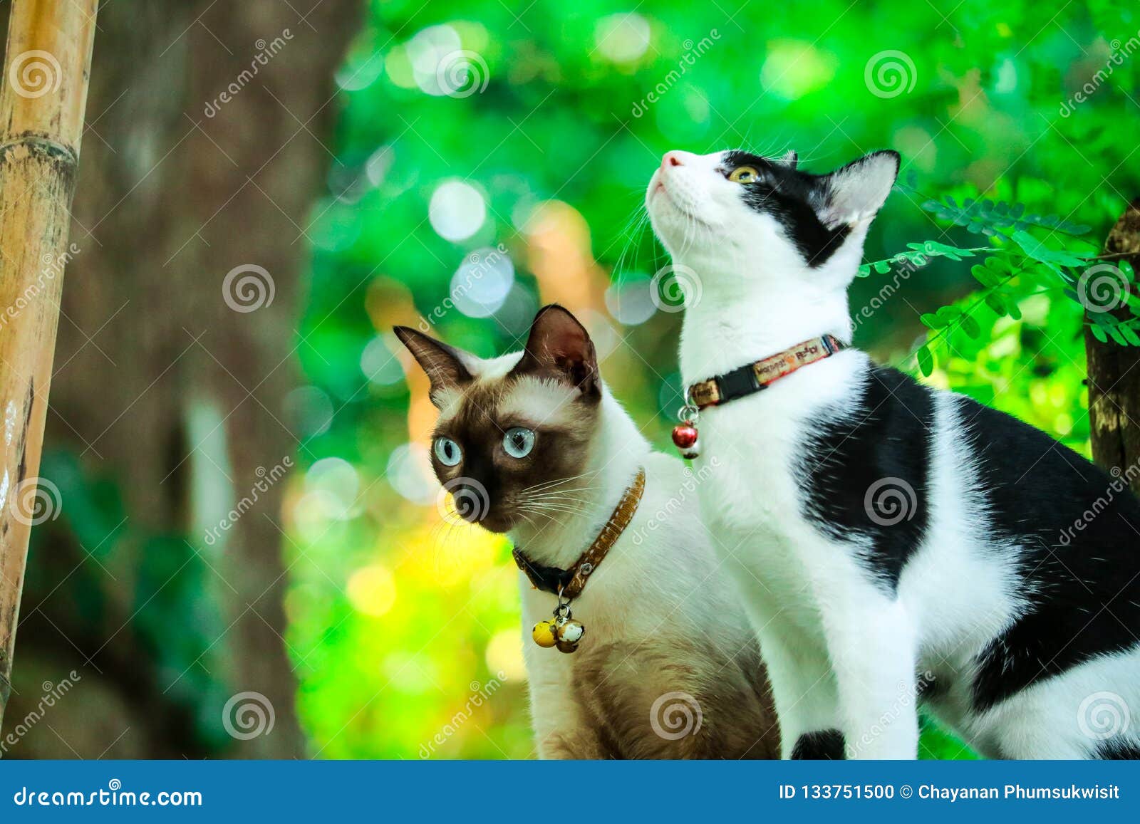Siamese Cats Climb Trees To Catch Squirrels. but it Can Not Climb Down