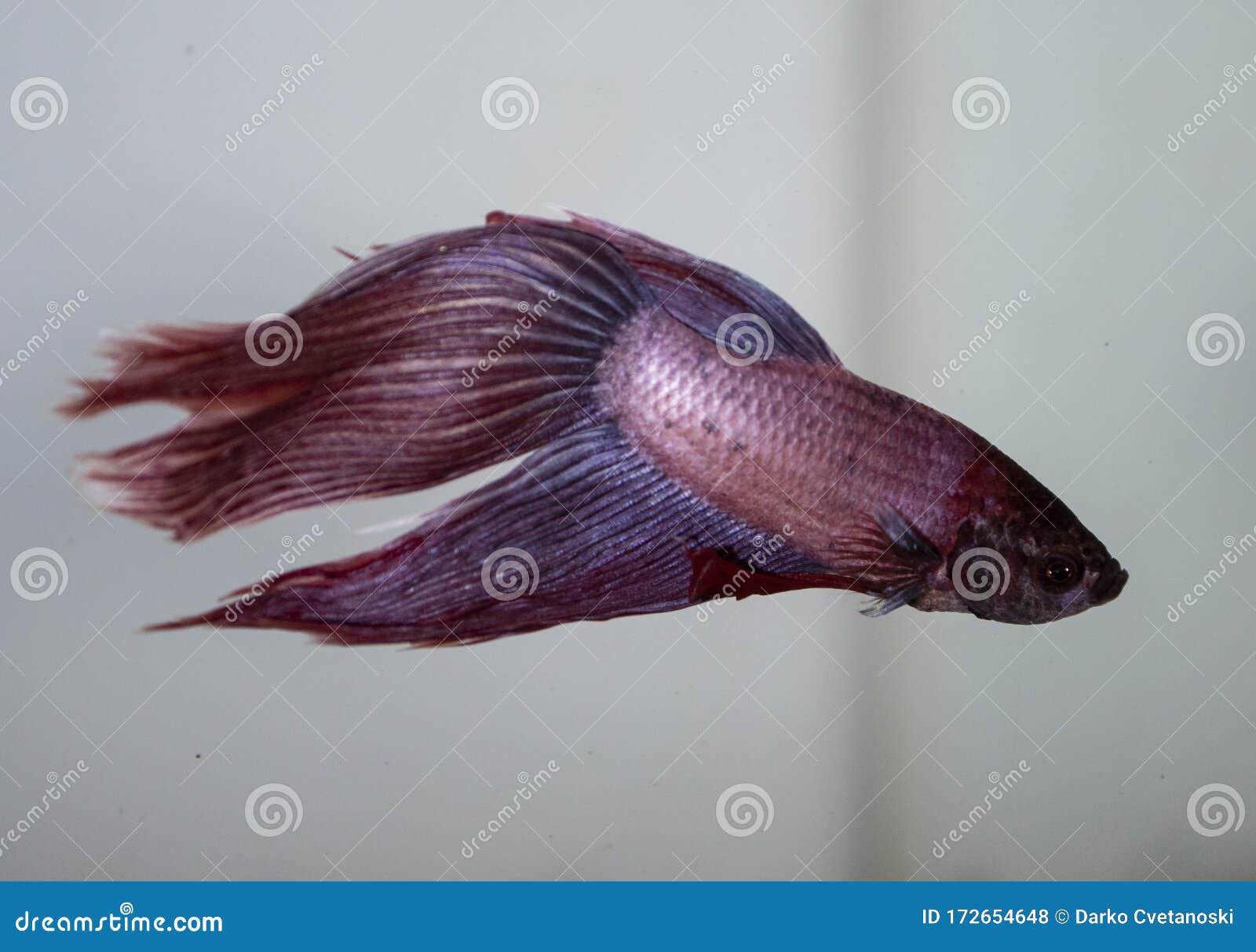 siamese fighting fish tropical