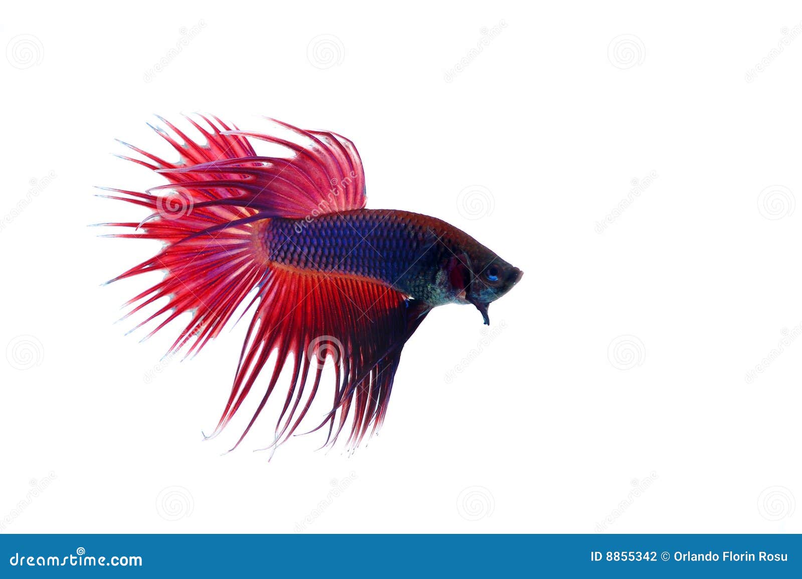 Siamese fighting fish stock photo. Image of betta, splendens 8855342