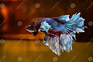 Siamese Fighting Fish On Location Stock Image Image Of Aquarium 