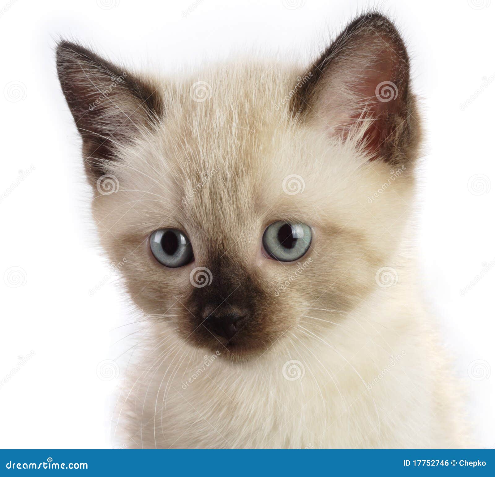 9 596 Siamese Kitten Photos Free Royalty Free Stock Photos From Dreamstime 9 596 Siamese Kitten Photos Free Royalty Free Stock Photos From Dreamstime