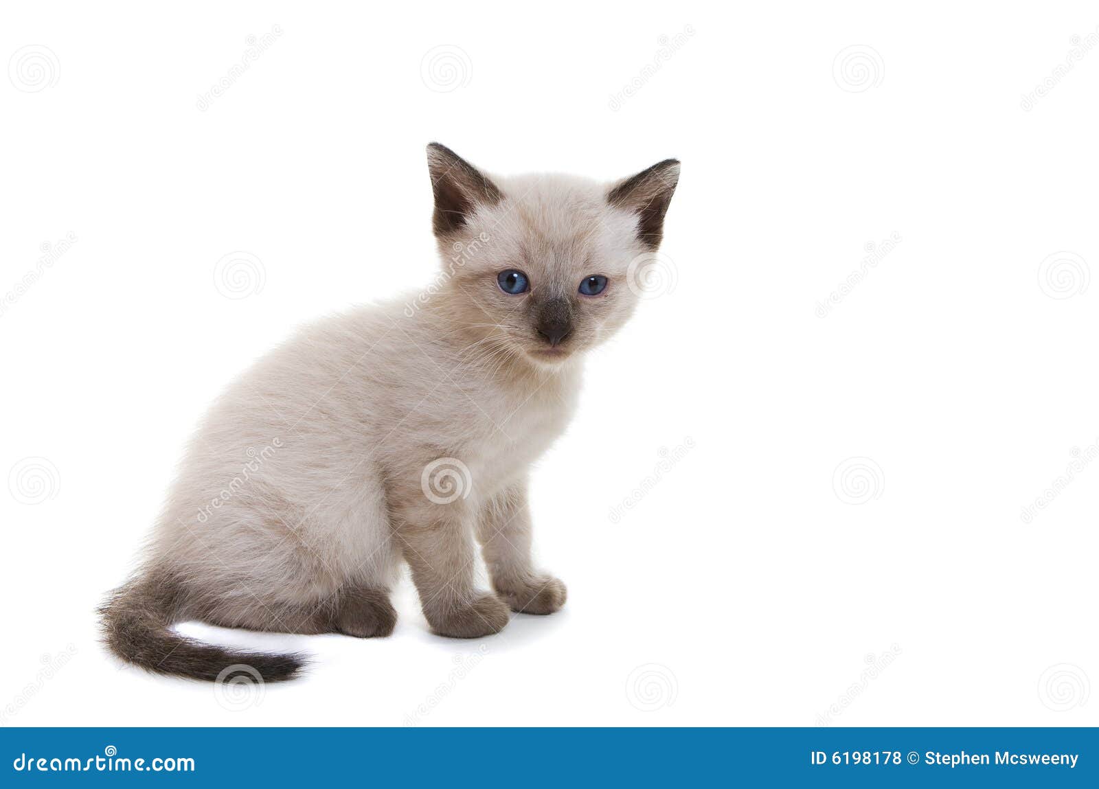 Siamese kitten stock photo. Image of feline, domestic 6198178