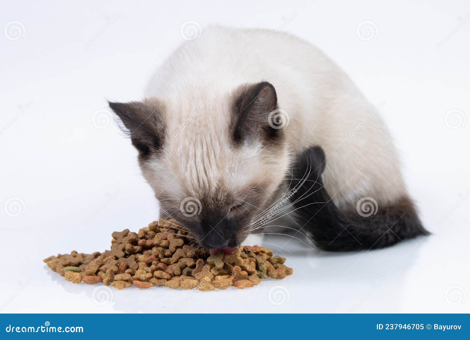 Siamese Kitten Eating Dry Cat Food Stock Image Image of posing