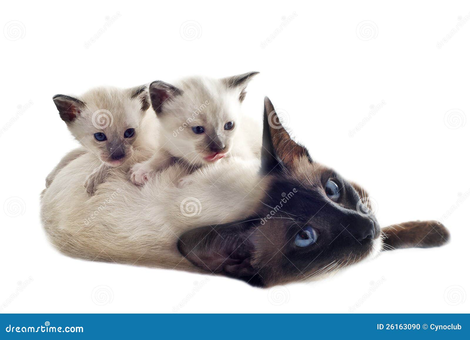 .: Smallcloud :. Siamese-kitten-mother-26163090