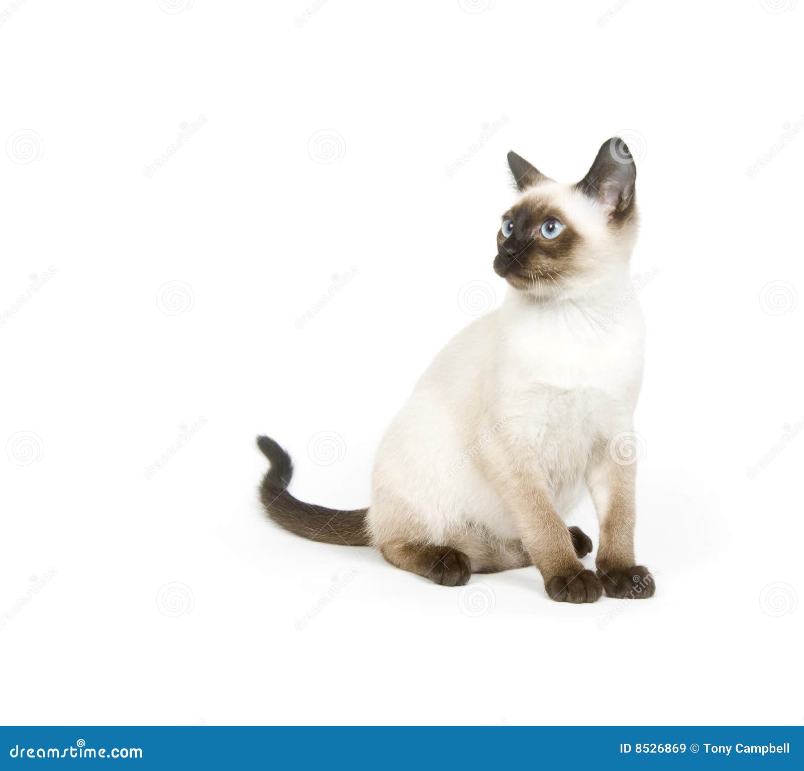 Siamese Kitten Sitting on a White Background Stock Image - Image of ...