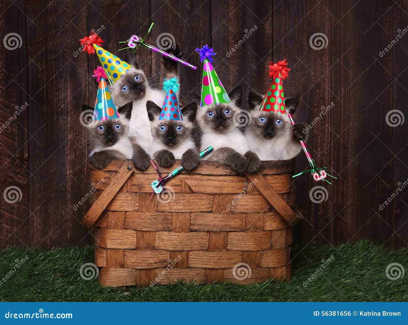 Siamese Kittens Celebrating a Birthday with Hats Stock Photo - Image of