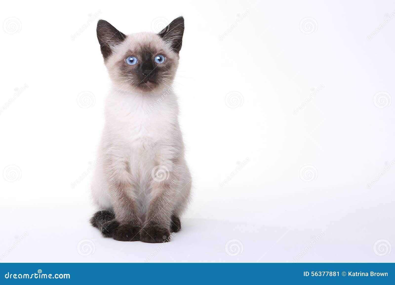 Siamese Kittens on a White Background Stock Image - Image of east ...