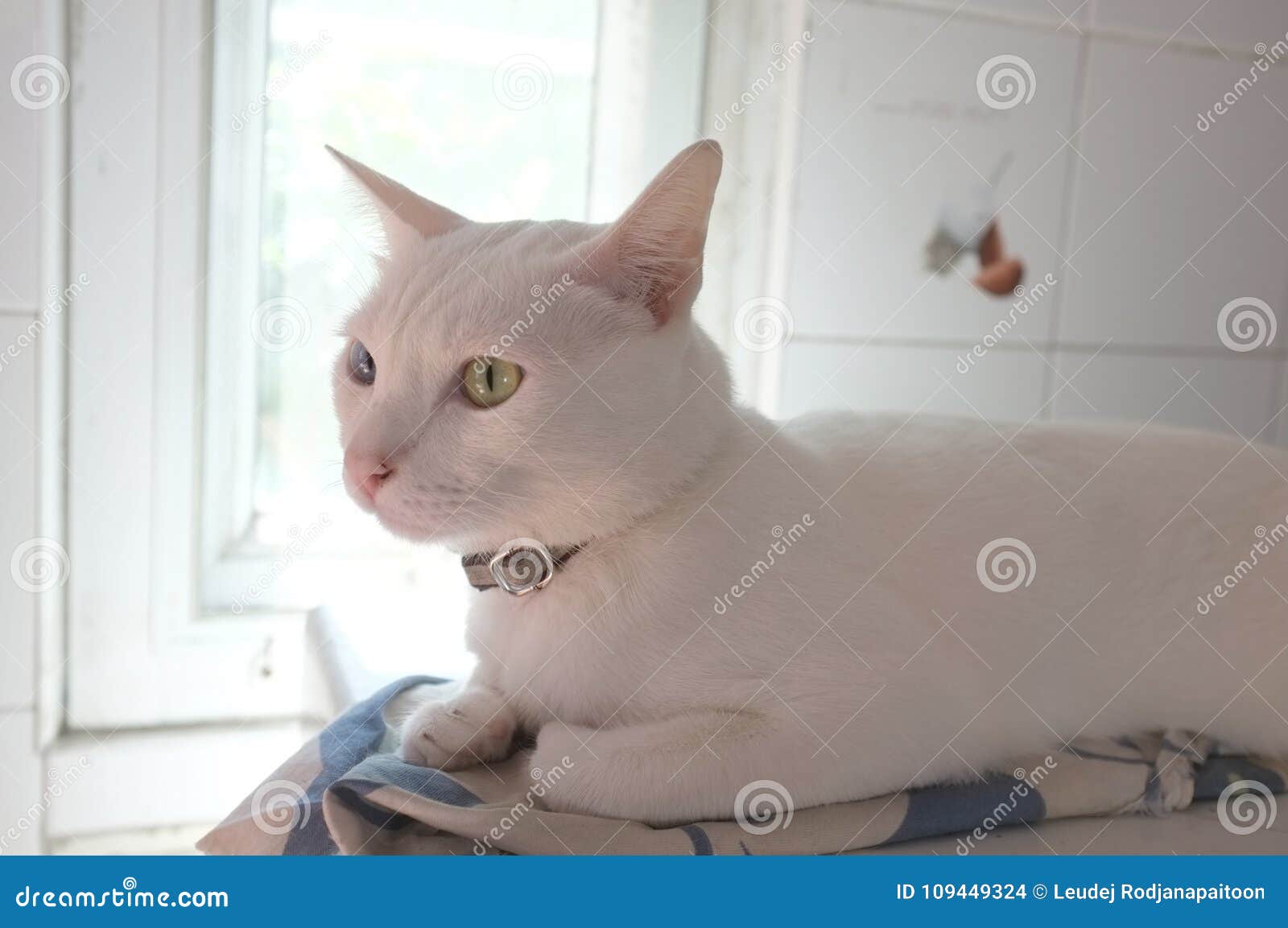 white cat with gold eyes