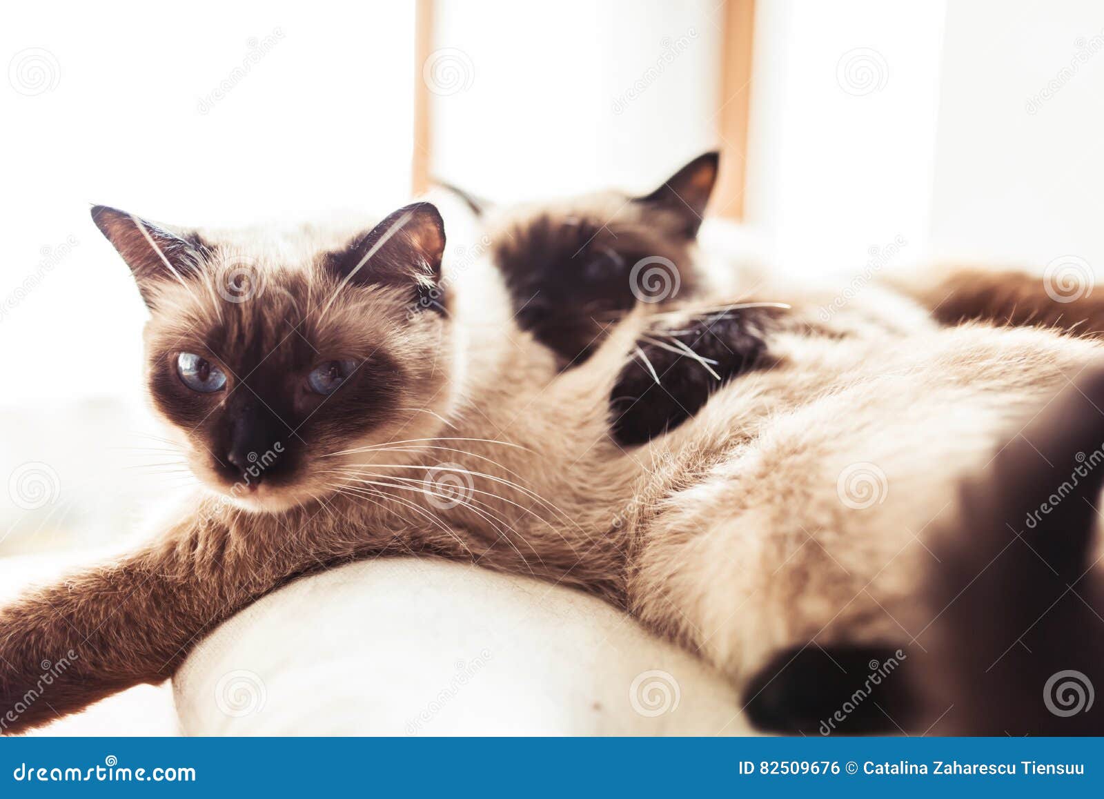 Siamese Siblings Cats Sleeping Stock Photo Image of indoor, loving