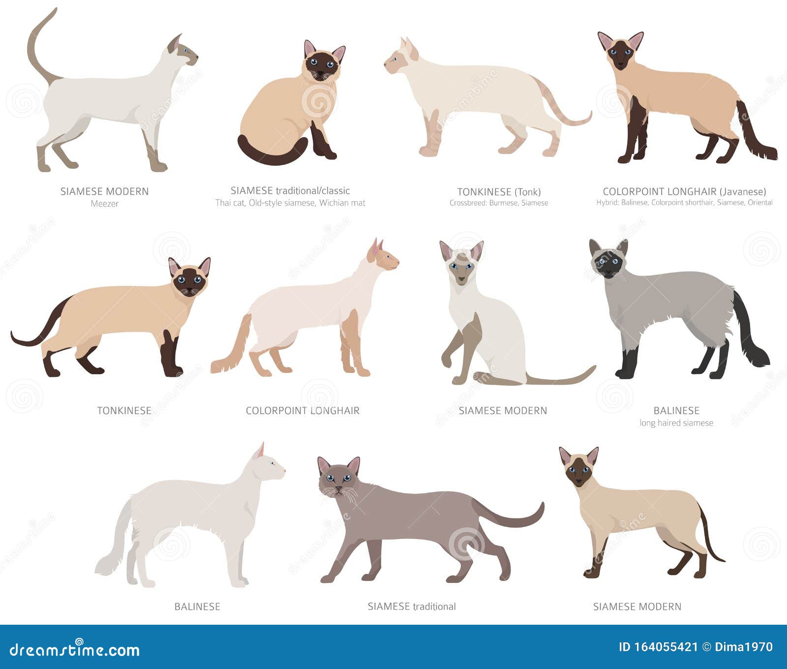 Siamese Type Cats, Colorpoints. Domestic Cat Breeds and Hybrids