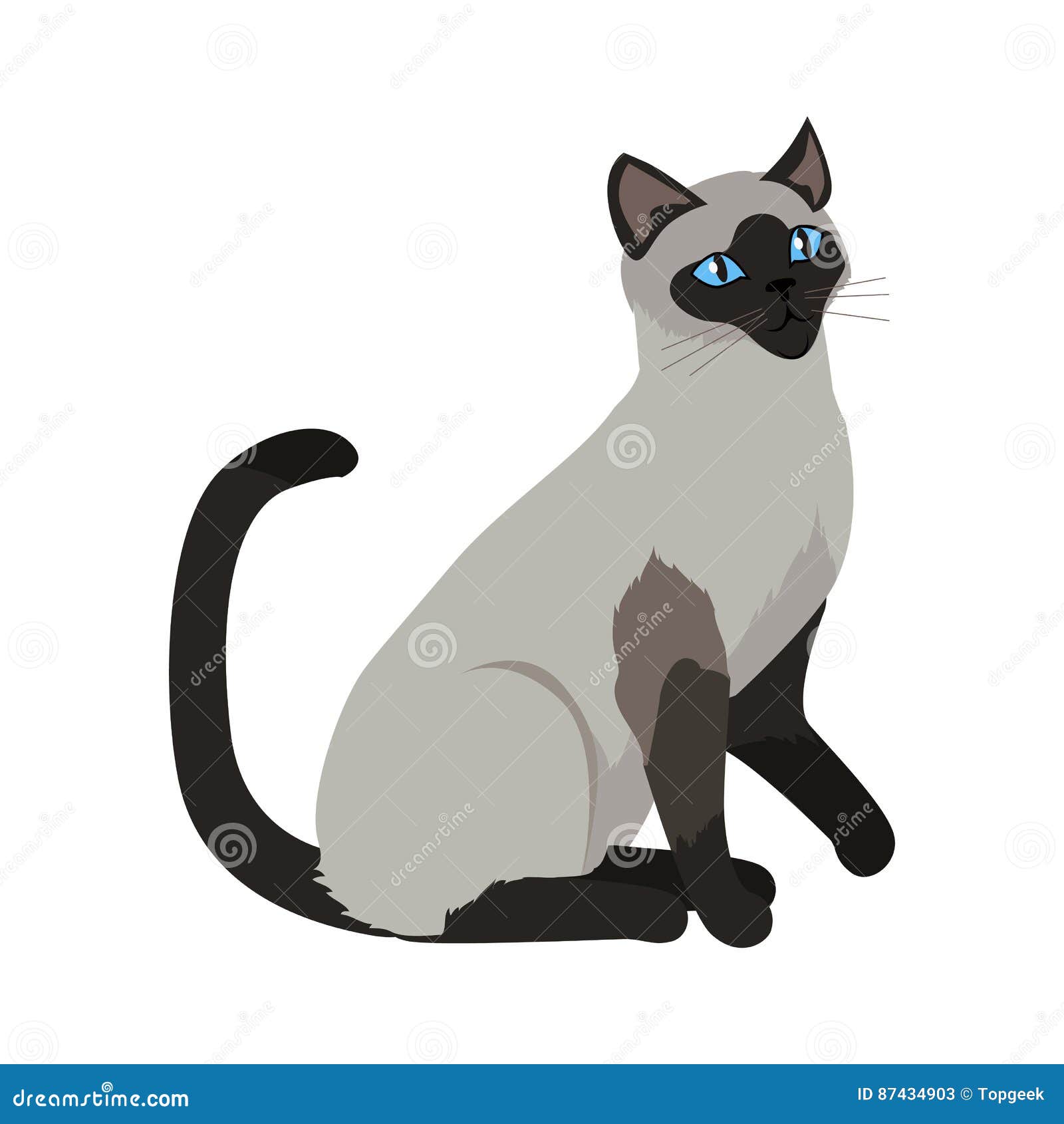 Siamesische Katze Vektor-flache Design-Illustration Vektor Abbildung -  Illustration von blau, treu: 87434903
