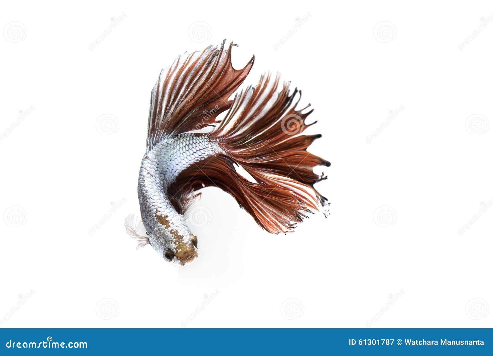 Siamesische kämpfende Fische auf weißem Hintergrund. Tanzen des Siamesischen Kampffisches auf weißem Hintergrund