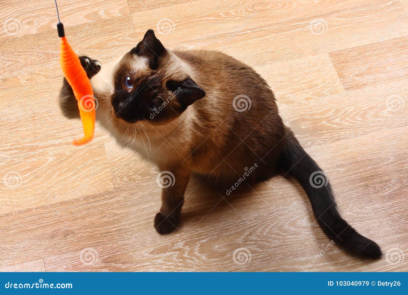 Siamesische Oder Thailandische Katze Spielt Mit Einem Spielzeug Eine Behinderte Katze Beisst Und Verkratzt Ein Spielzeug Drei Tatz Stockbild Bild Von Thailandische Katze