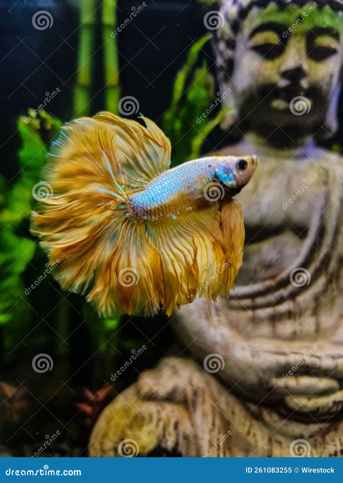 Siamois Combattant Le Poisson Betta Splendens Dans Un Aquarium Avec Une  Sculpture De Bouddha En Arrière-plan Image stock - Image du commun, faune:  261083255