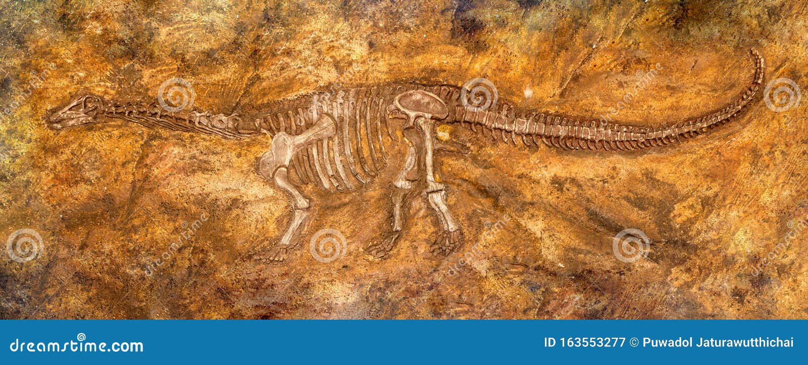 siamosaurus suteethorni . fossil of dinosaur at phu wiang national park . khon kaen . thailand