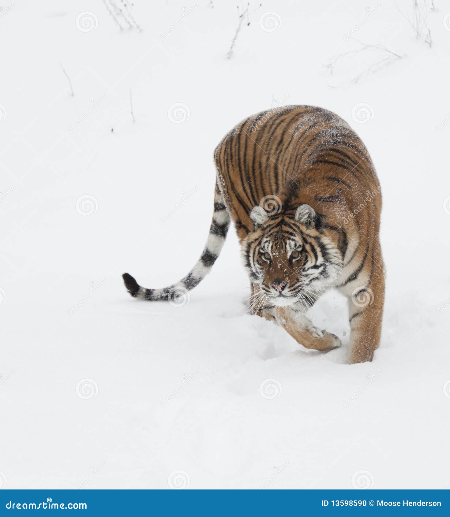 siberian amur tiger