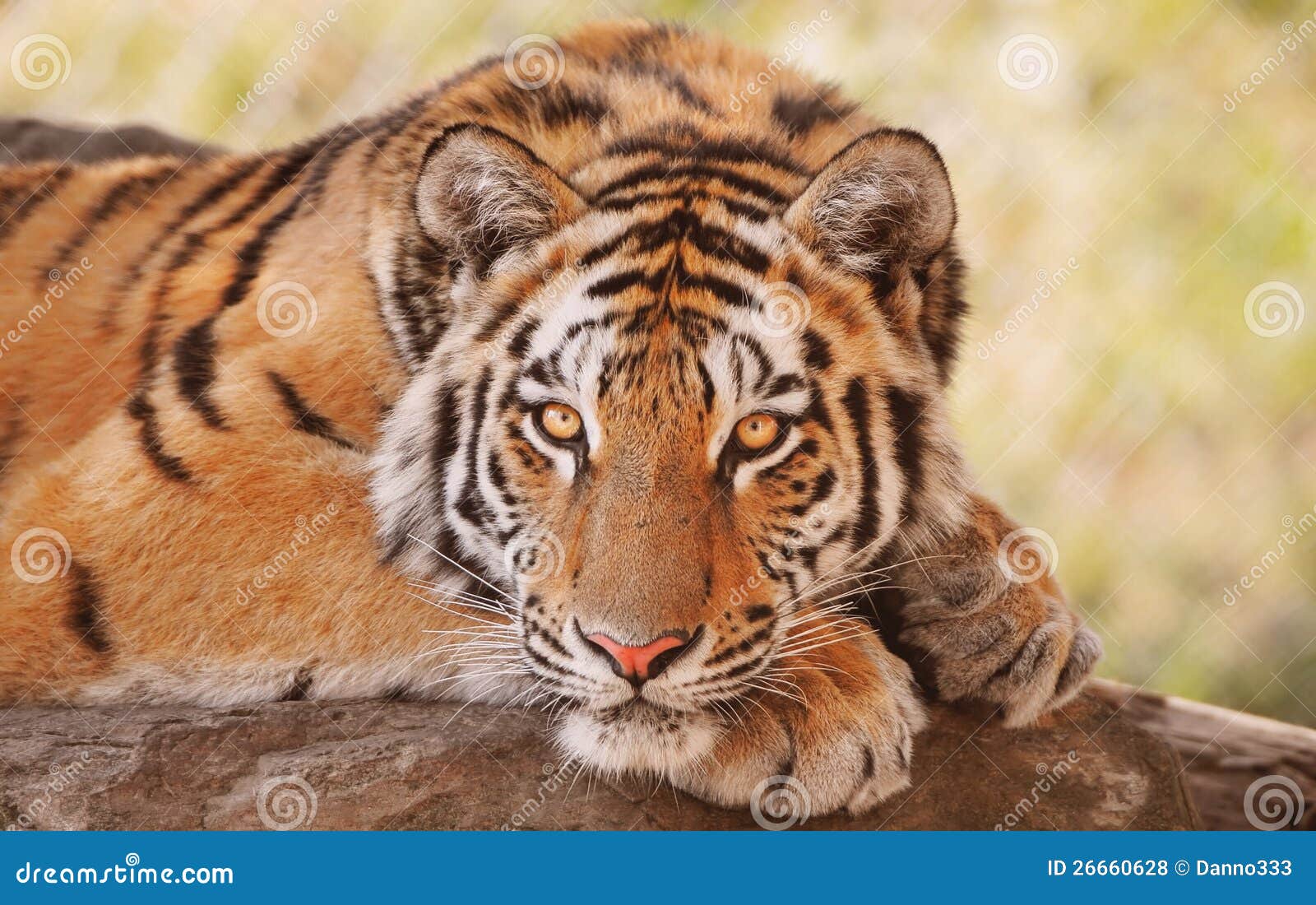 siberian or amur tiger