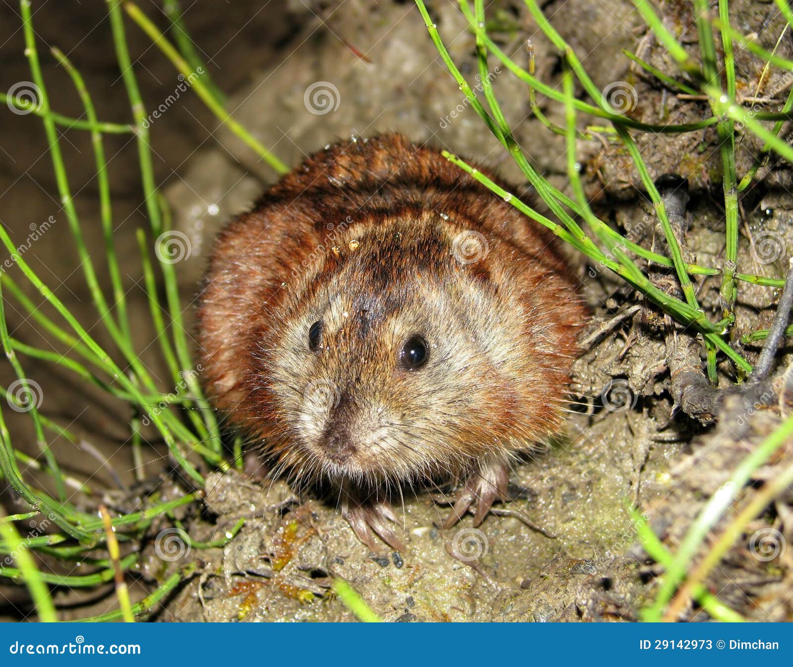 Brown lemming, rodent